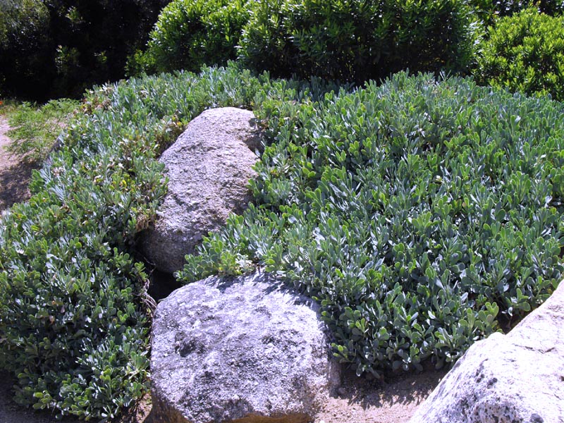 Hertia cheirifolia photo